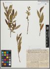 Foto von Salix alba L. x Salix pentandra L.